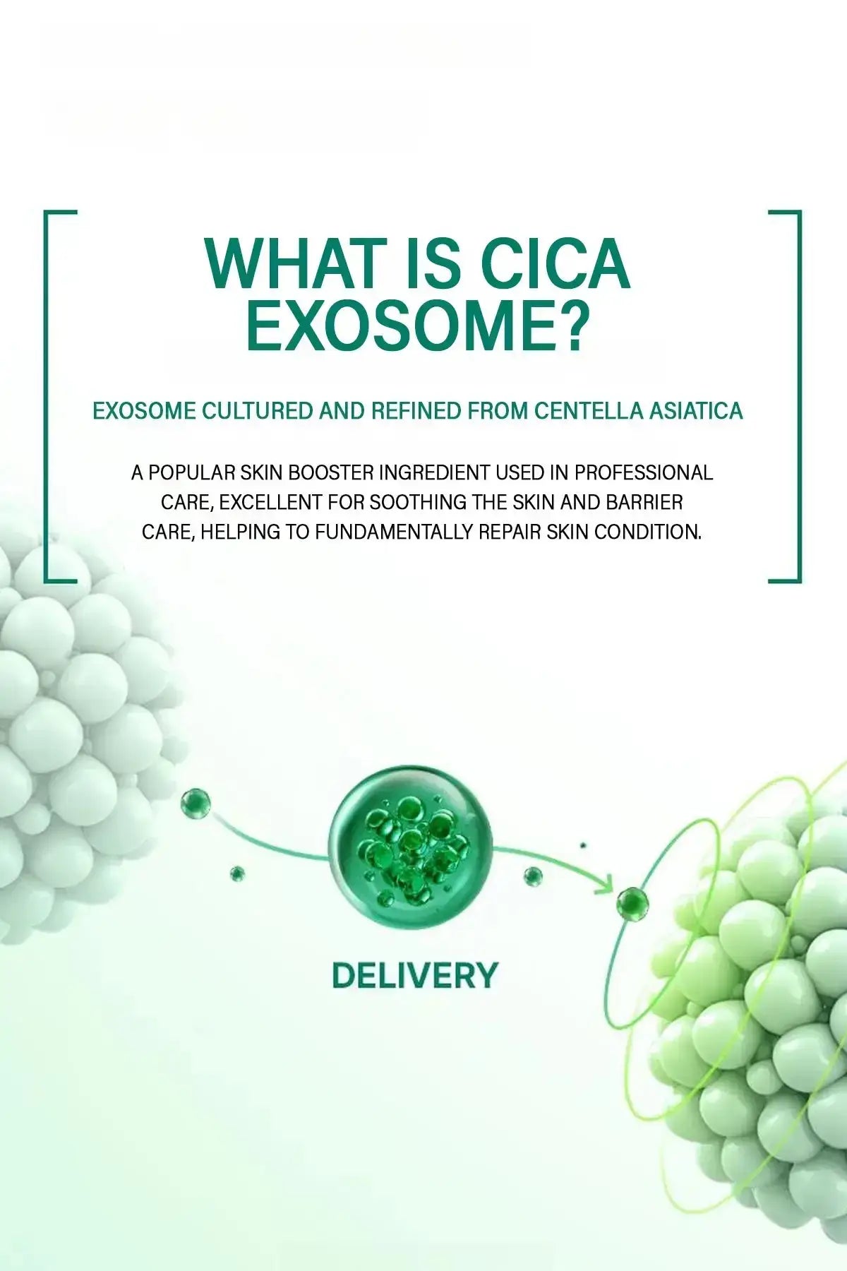 BOH Panthecell to Strengthen Skin Barrier - What is Cica Exosome? Exosome Cultured and Refined from Centella Asiatica, Popular Skin Booster Ingredient for Soothing and Barrier Care, Delivery System Illustration